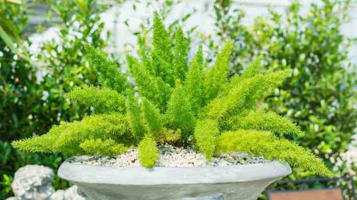 Foxtail fern 3g