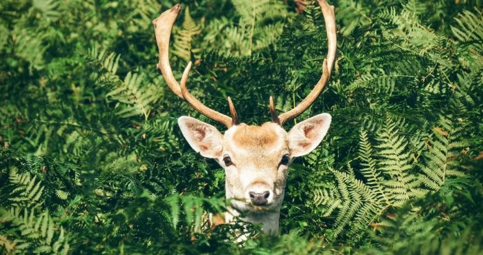 Do deer eat foxtail ferns