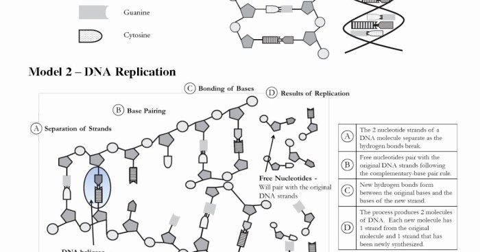 Dna base pairing worksheet answer key