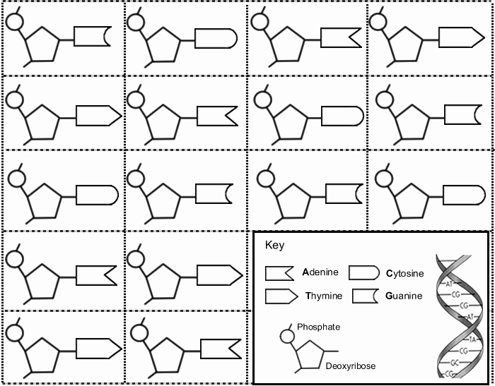 Dna biologycorner coloring helix rna replication pairing