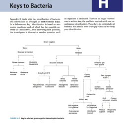 Dichotomous bacteria studyblue worksheet