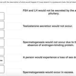 Hormone match description column action listed appropriate cells pancreatic endocrine