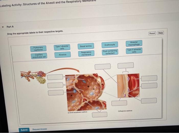 Art-labeling activity: structures of the alveoli and the respiratory membrane