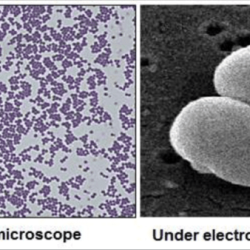 Epidermidis staphylococcus atcc