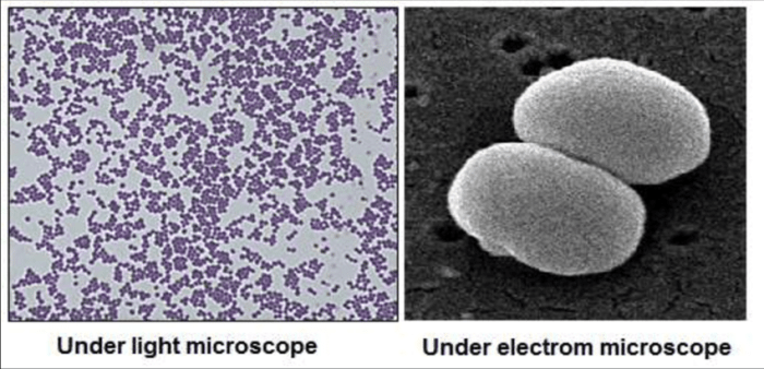 Epidermidis staphylococcus atcc