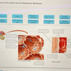 Art-labeling activity: structures of the alveoli and the respiratory membrane