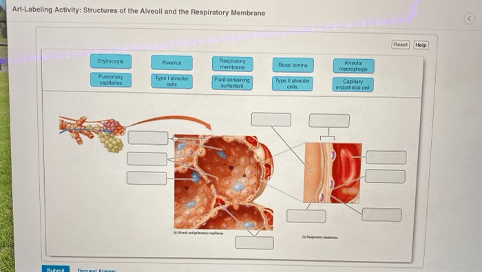 Art-labeling activity: structures of the alveoli and the respiratory membrane