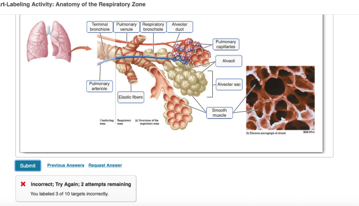 Alveoli alveolar anatomy respiratory system lung wall dust spaces lobes between tweet has also fissure